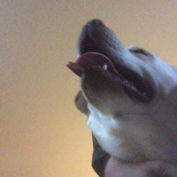 Meet your Posher, Devlin - Picture 1 of 1